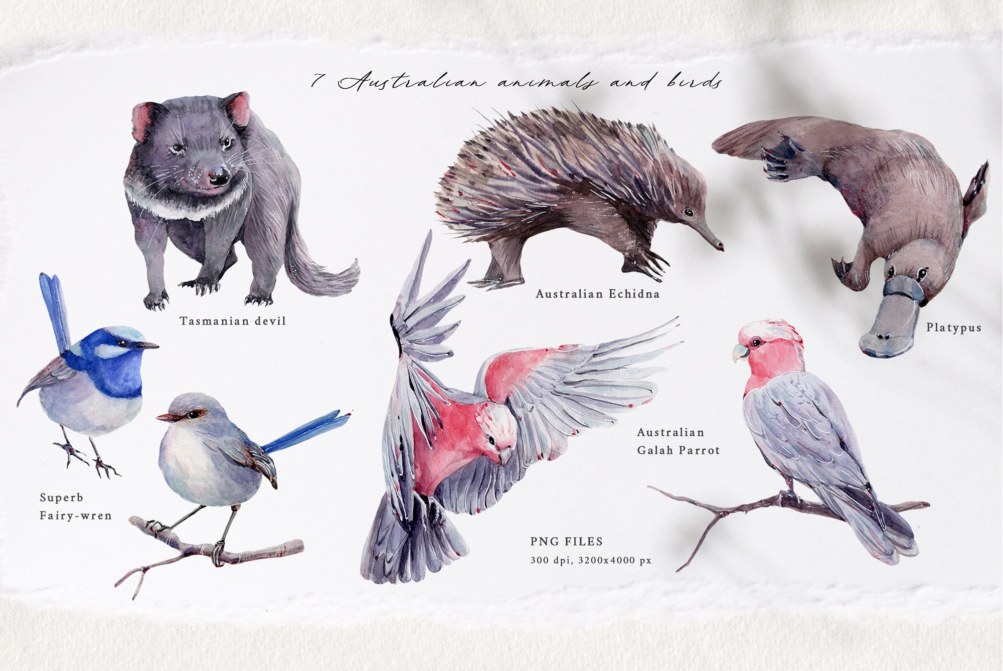 Realistic wild animals for your forest illustration.
