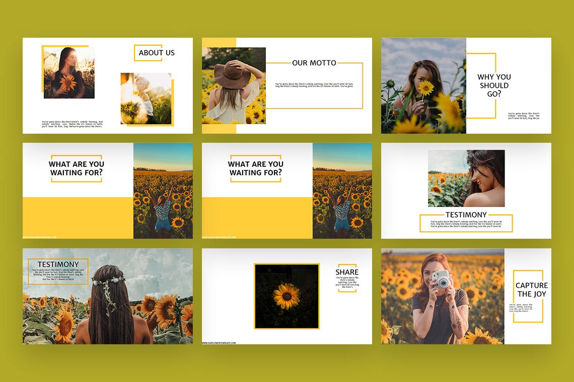 Bundle of images of amazing sunflower picture presentation template slides.