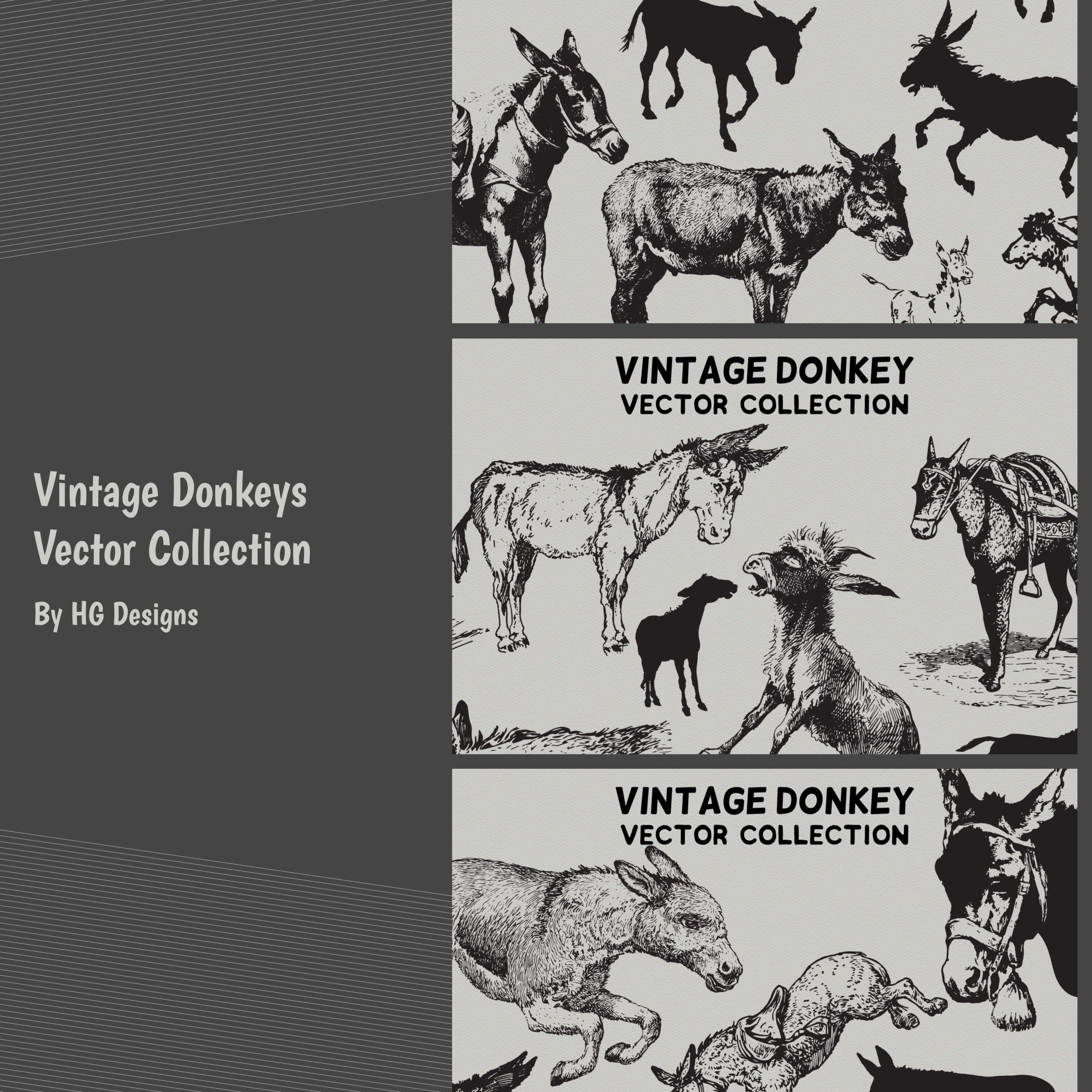 vintage donkeys vector collection.