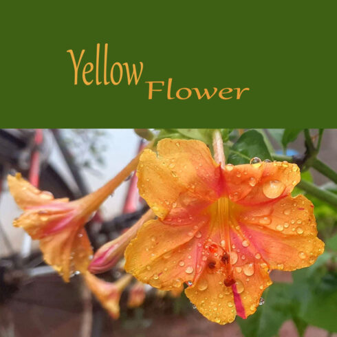 Yellow Flowers Photo cover image.