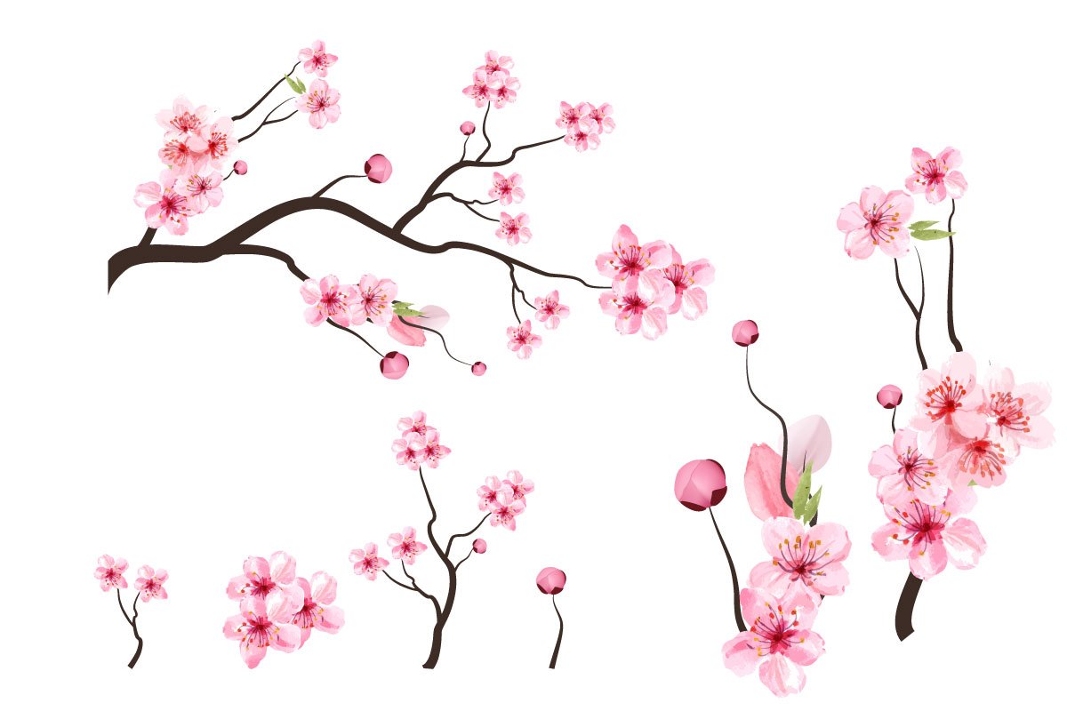 Diverse of sakura branches.