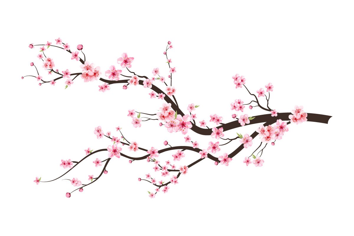 So beautiful blossom Sakura flowers.