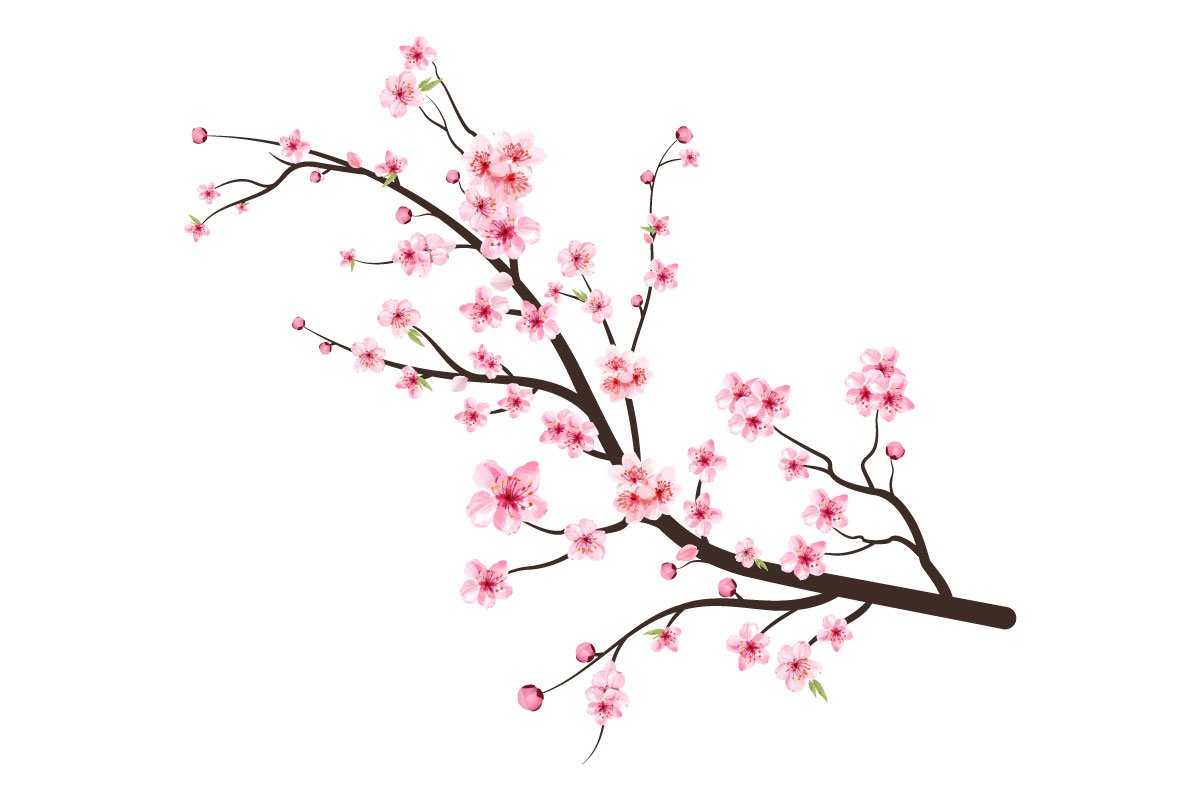 So delicate Japanese Sakura branch.