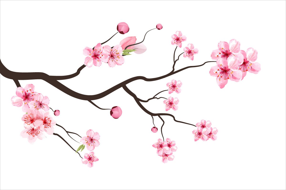 Blossom branch with the pink flowers.