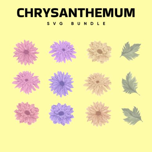 Chrysanthemum SVG.