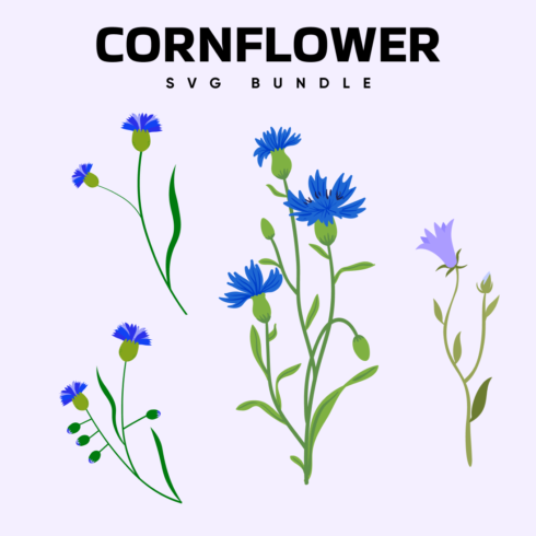 Cornflower SVG.