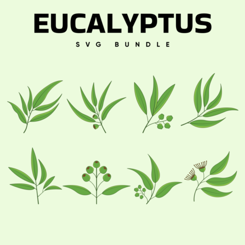 Eucalyptus Svg.