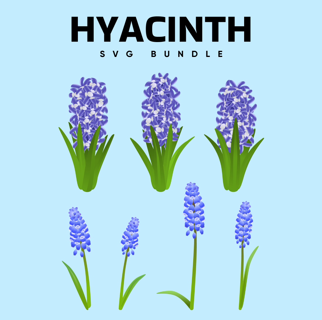 Hyacinth SVG.