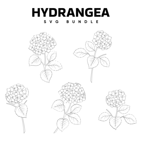 Hydrangea SVG Free.