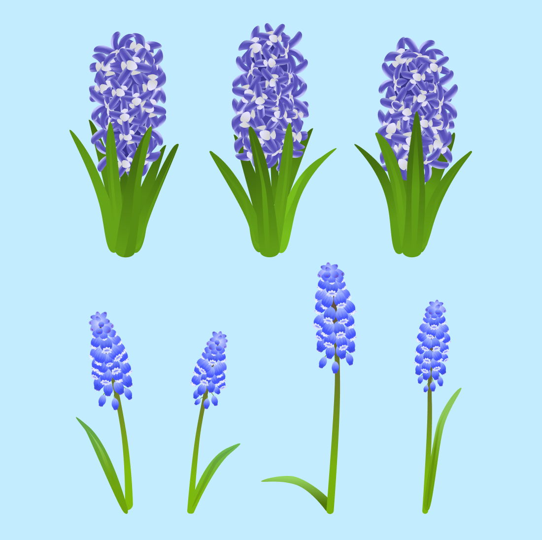 Hyacinth SVG cover.