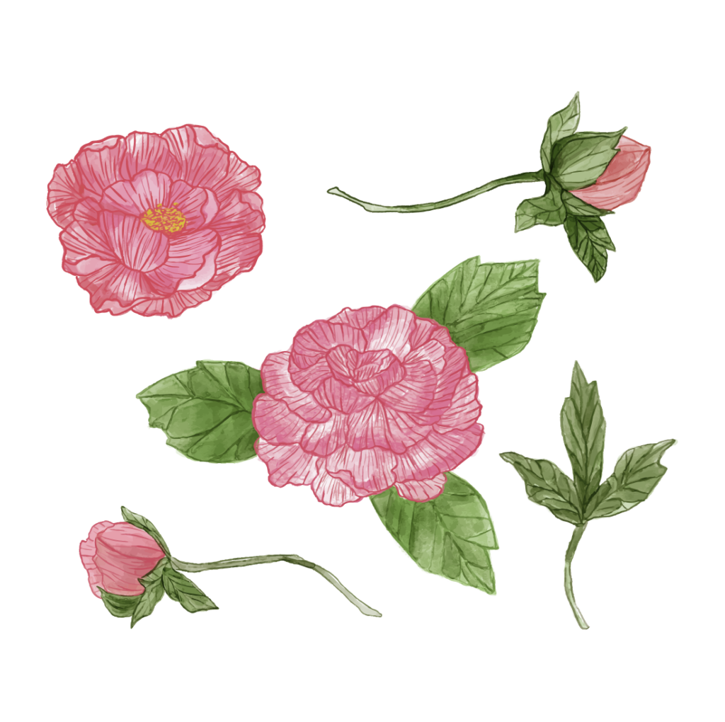 Lia Griffith Peony Svg File MasterBundles