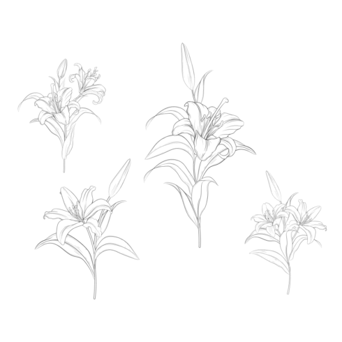 Lily Flower SVG Designs | MasterBundles