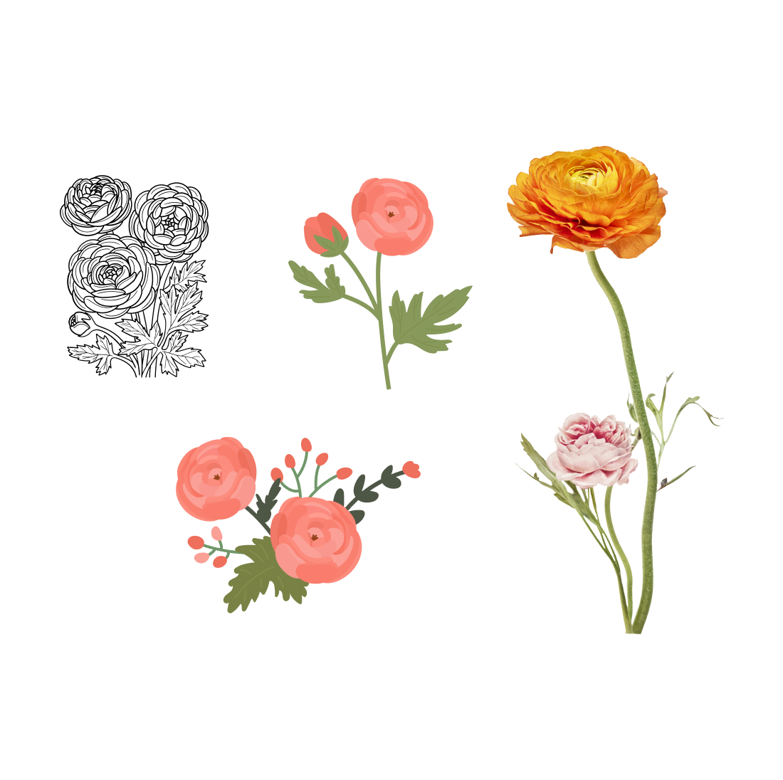 Free buttercup flower tattoo Vector Images | FreeImages