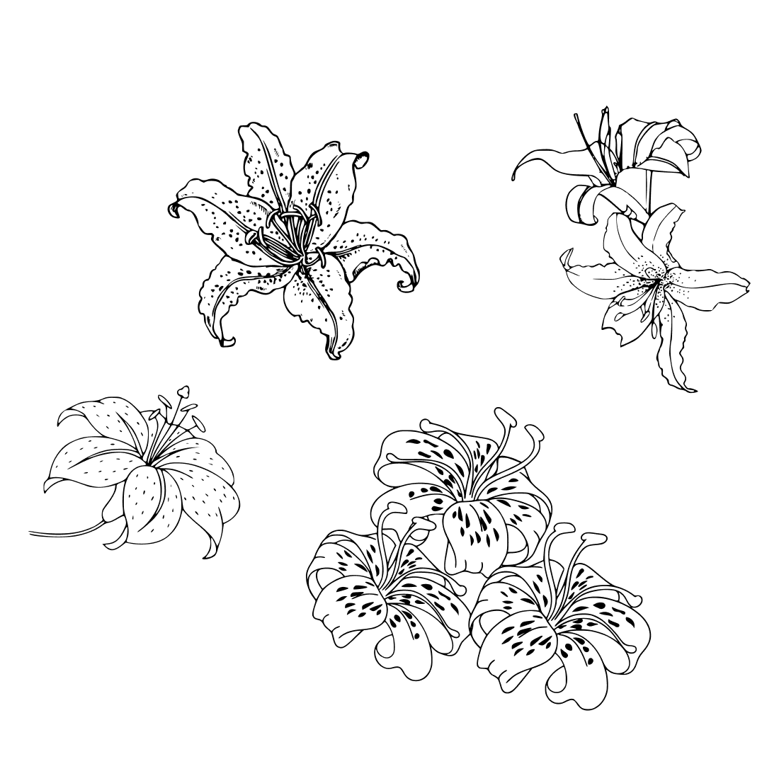 Tiger Lily Drawings