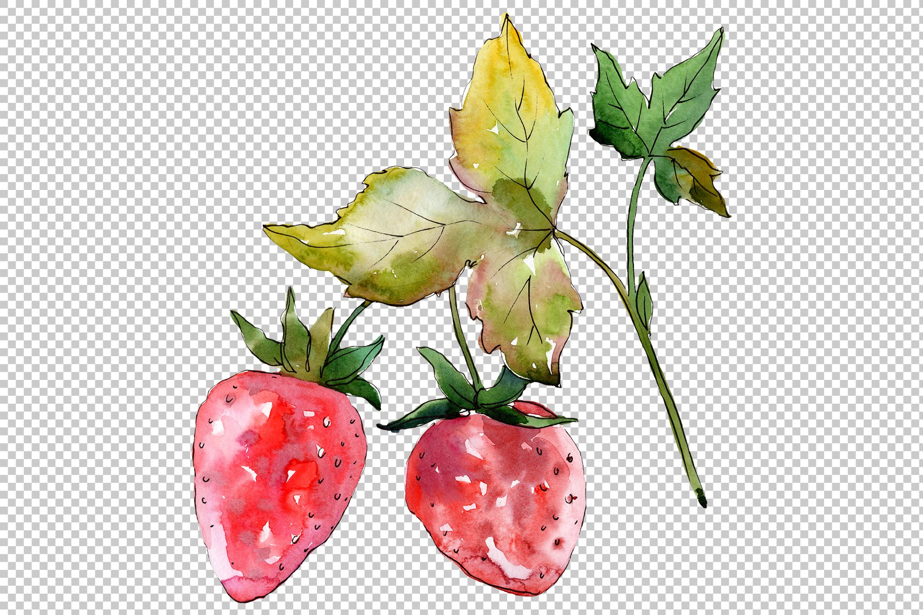Two watercolor strawberries with the leaves.