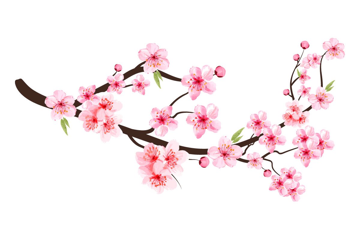 Blossom Sakura branch.