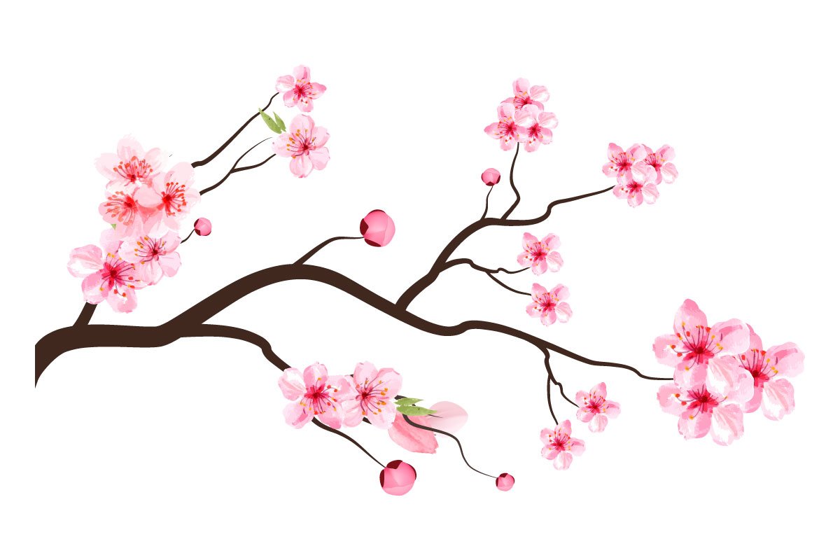 Blossom sakura branch with flowers.