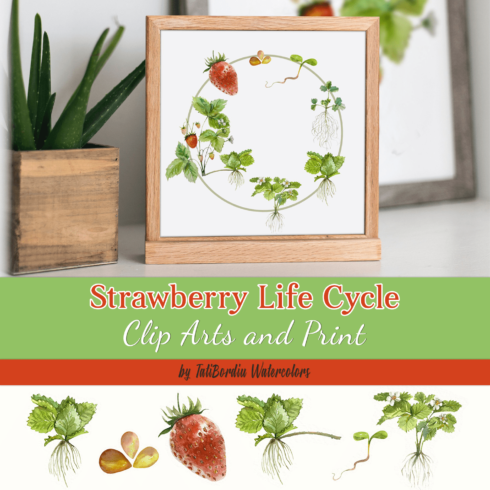Strawberry Life Cycle Clip Arts and Print - main image preview.