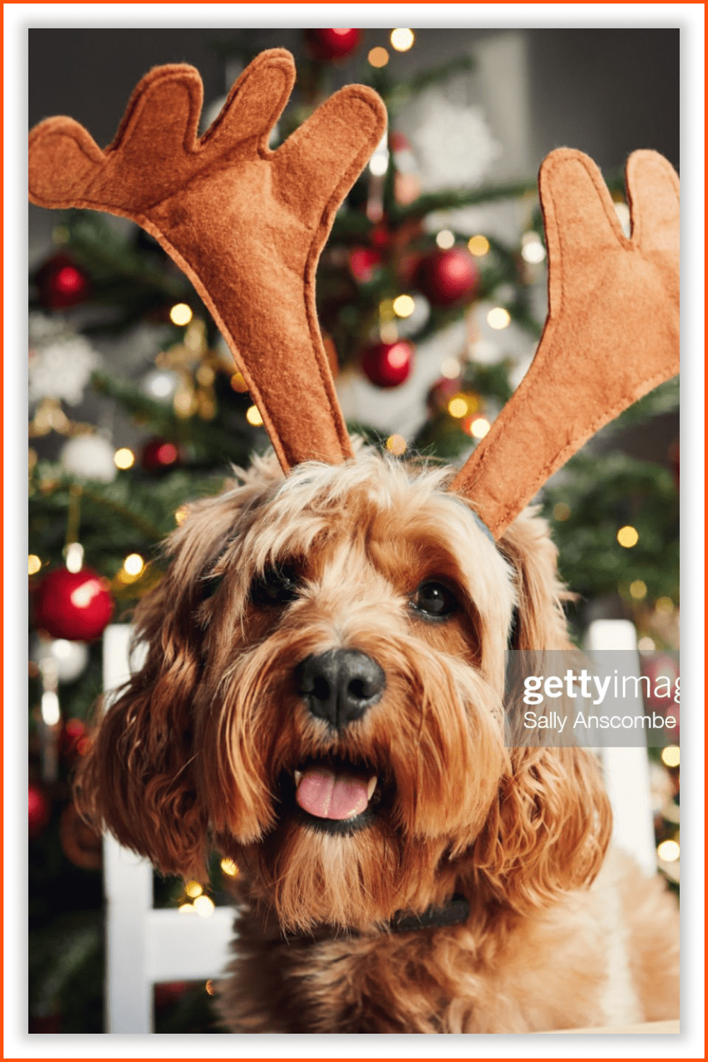 Cute dog in deer antlers with a bright Christmas tree in the background.