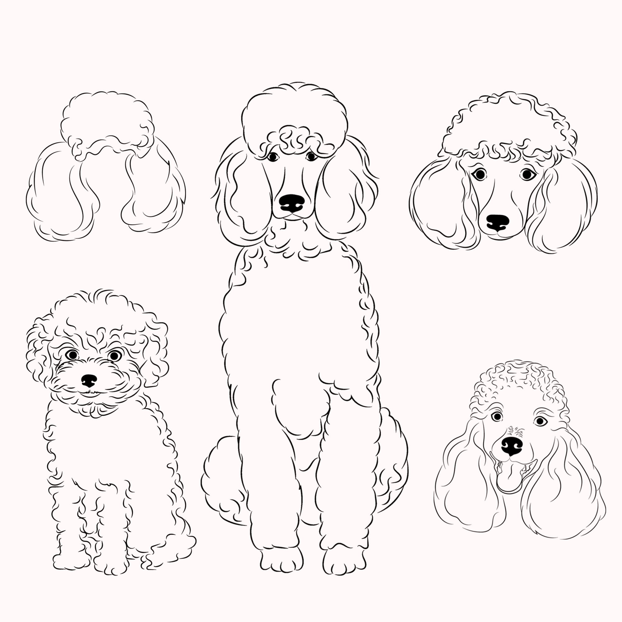Set of four poodles sitting side by side.