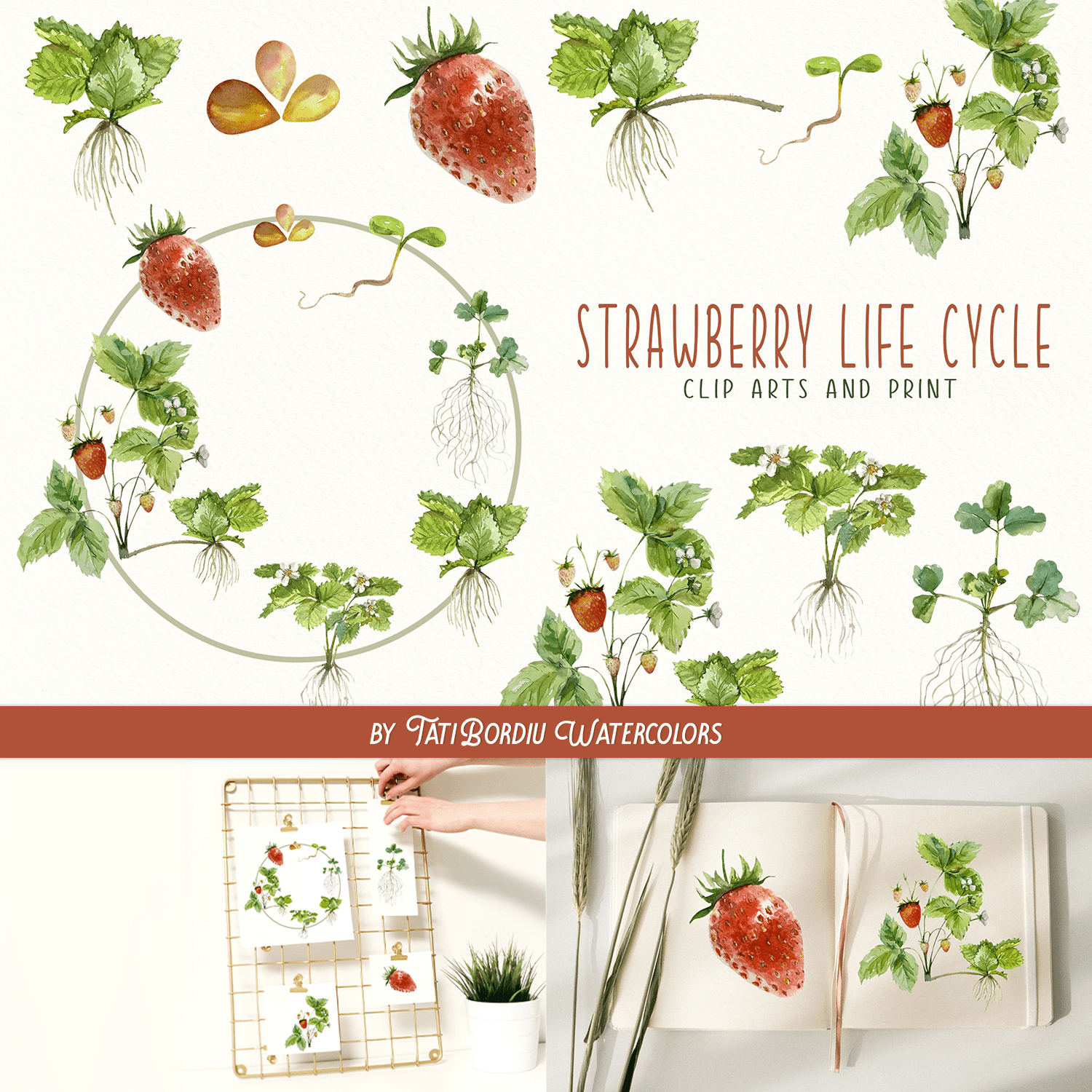 Strawberry Life Cycle Clip Arts and Print Created By TatiBordiu Watercolors.