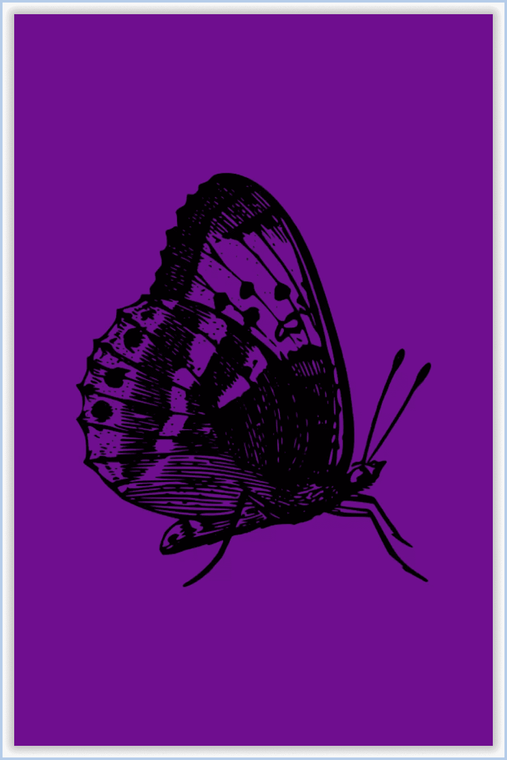 Butterfly in black color on the side on a purple background.