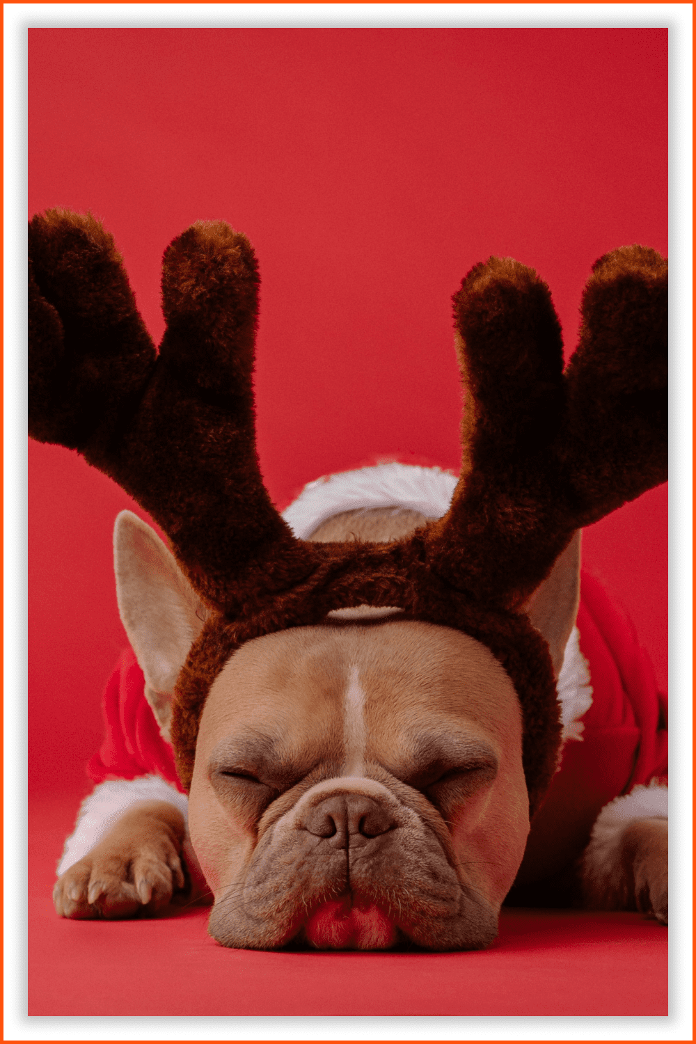 Photo of the bulldog with deer antlers on a red background.