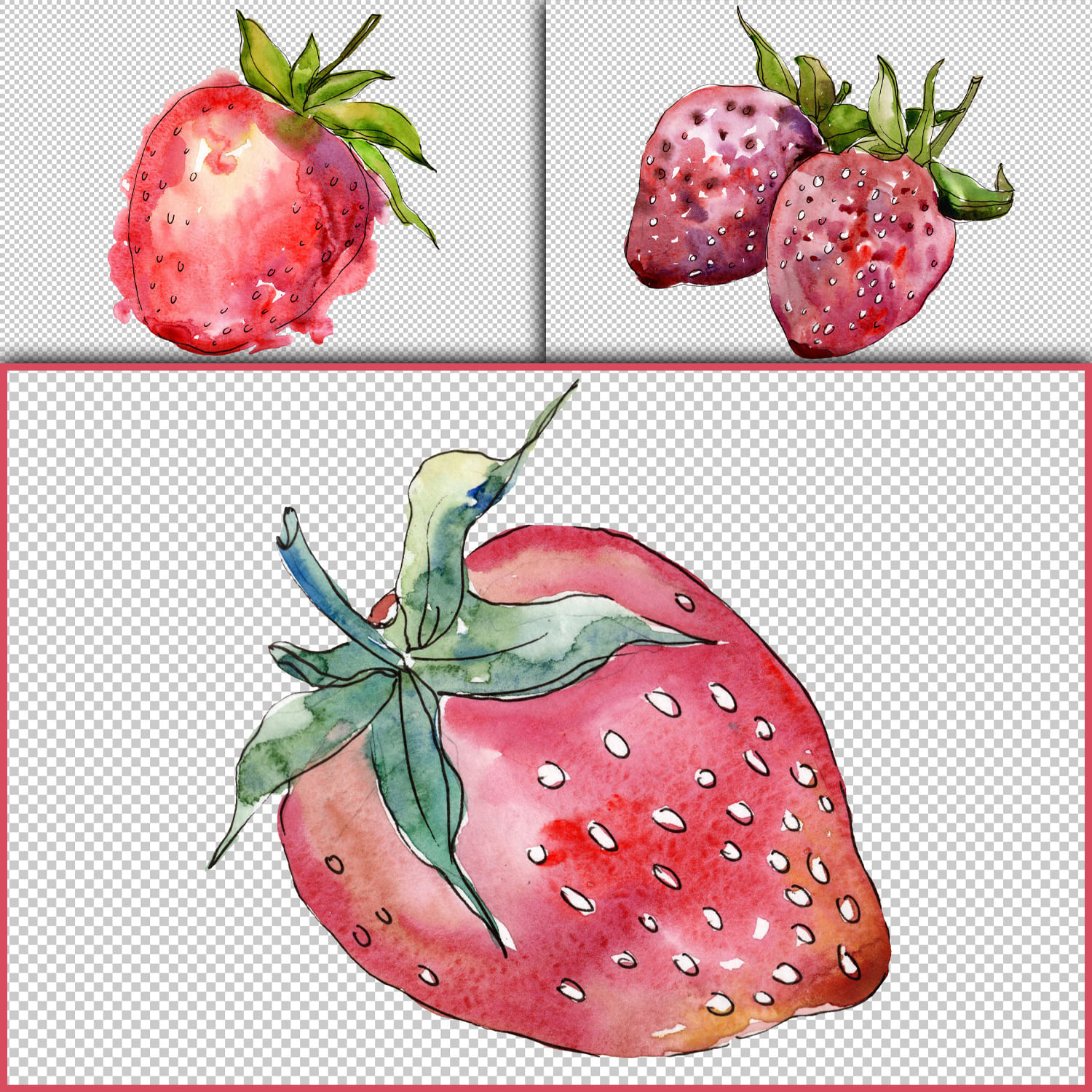 Strawberry cultivar "Malvina" watercolor png cover.
