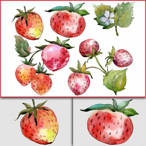 Strawberry "Queen Elizabeth" watercolor png.
