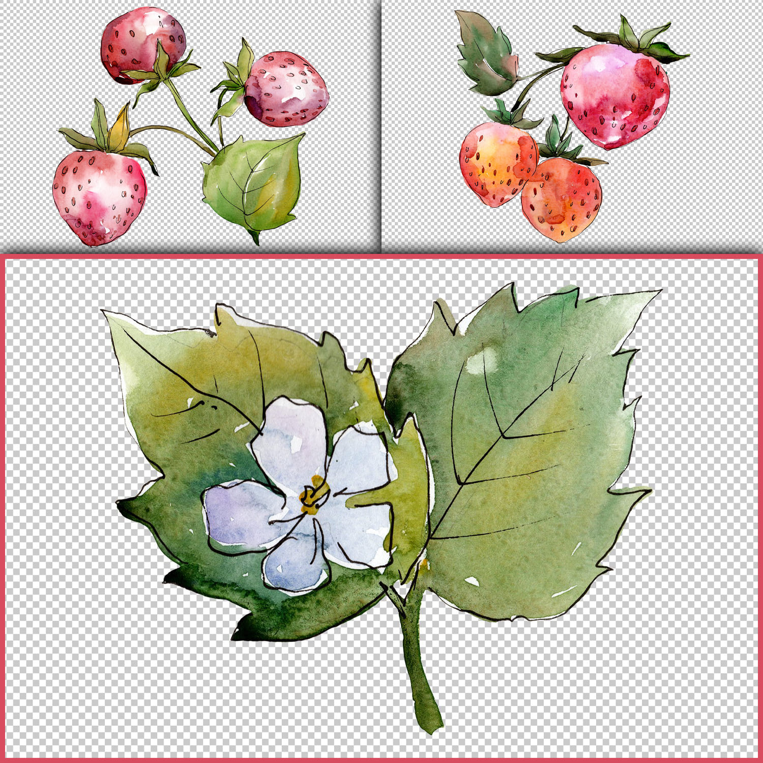 Strawberry "Queen Elizabeth" watercolor png cover.