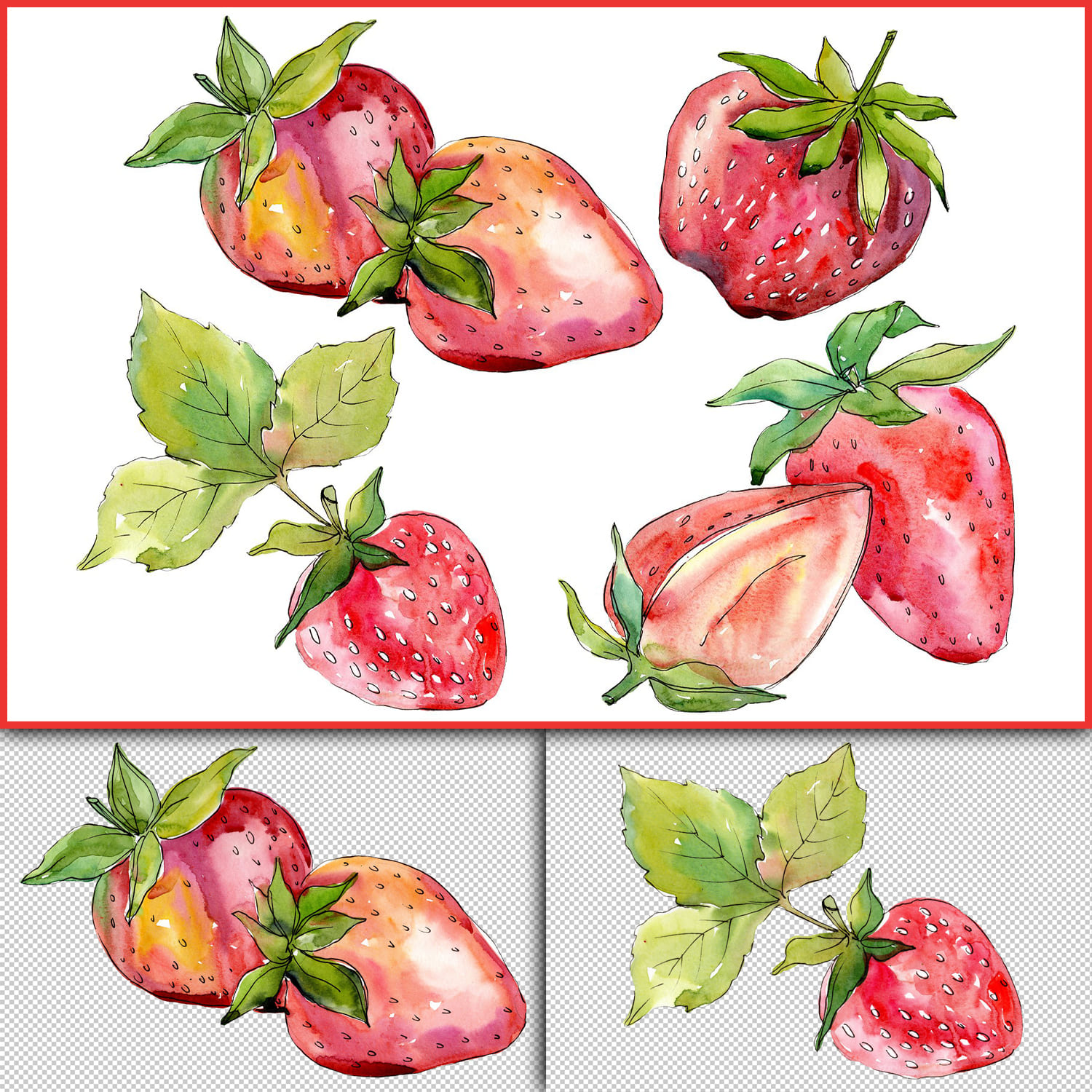 Strawberry "Alba" watercolor png.