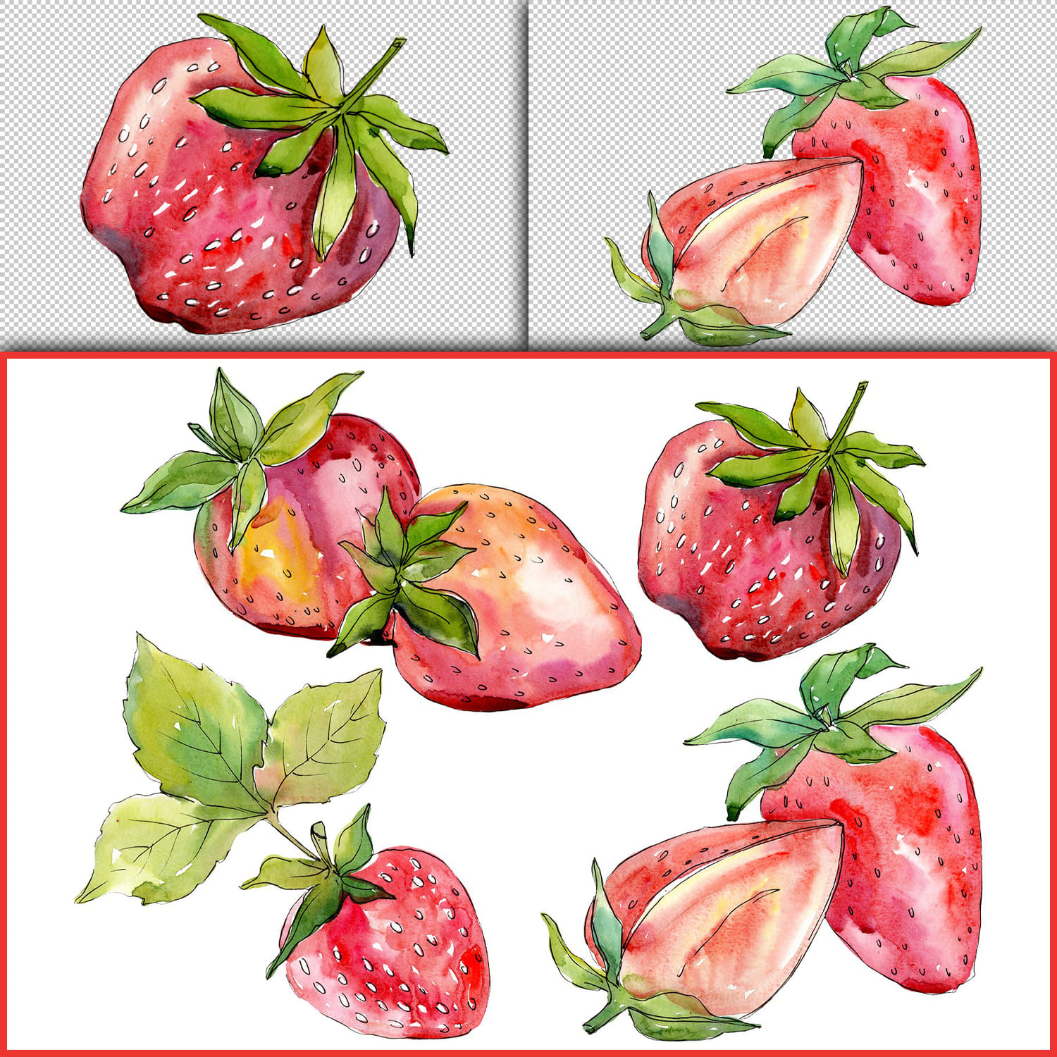 Strawberry "Alba" watercolor png cover.