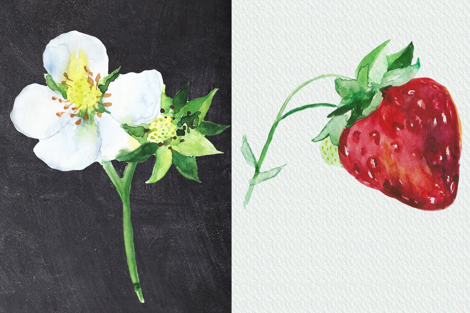 Young fruit in a flower and juicy and ripe strawberry.