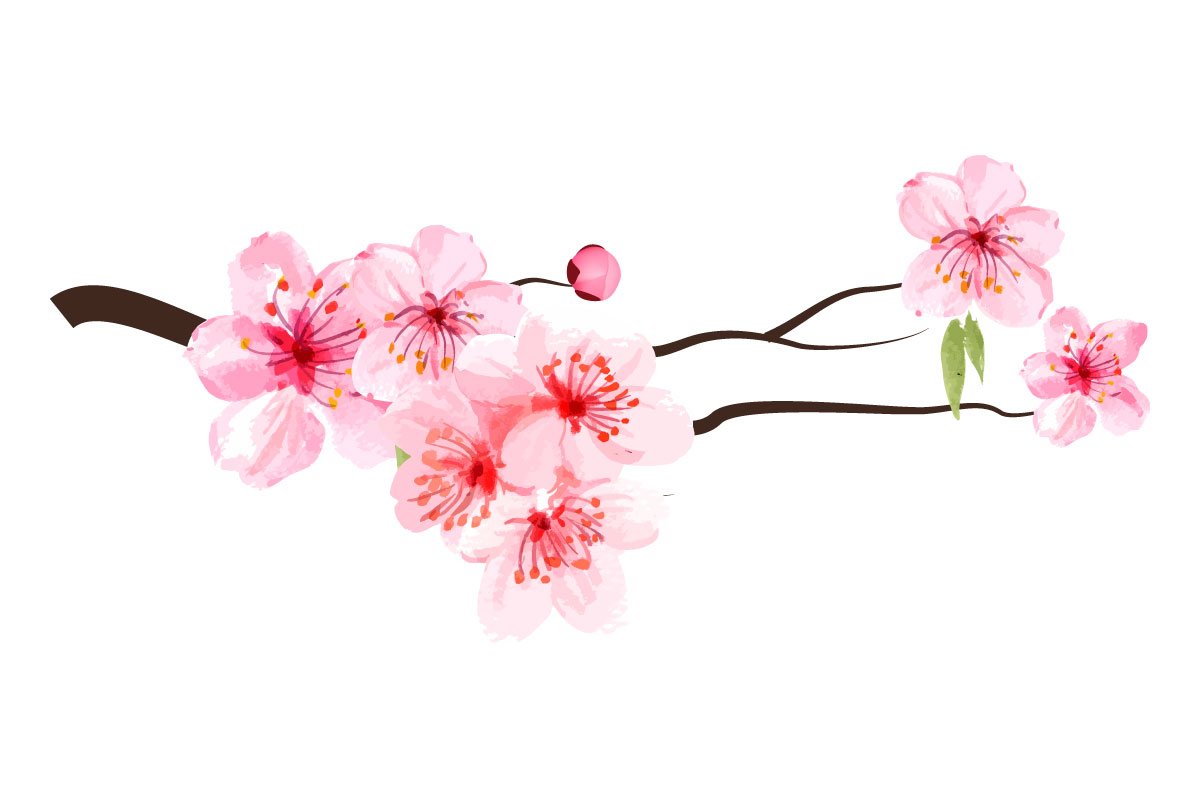 Spring sakura flowers.