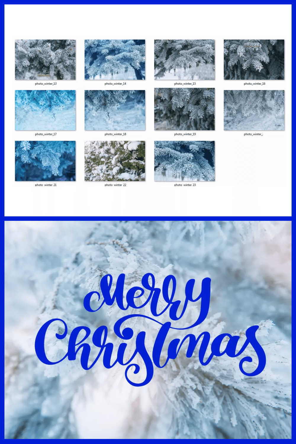 Collage of photos of snow-covered spruce branches.
