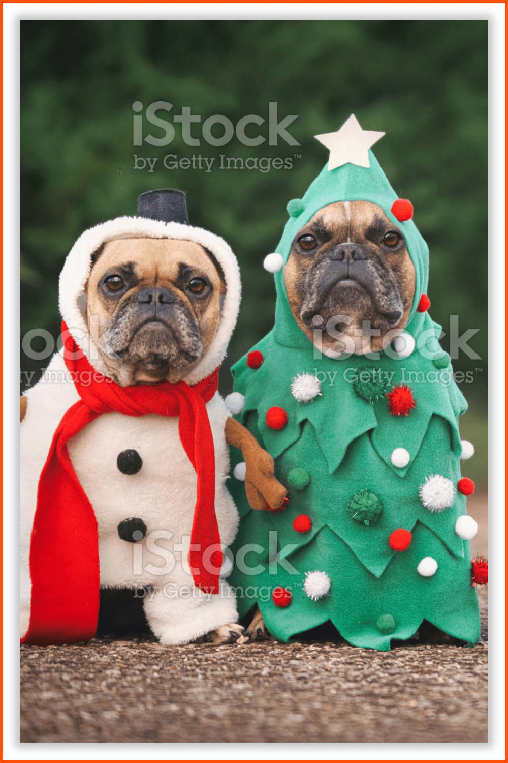 Cute Dogs in white and green Christmas costumes.