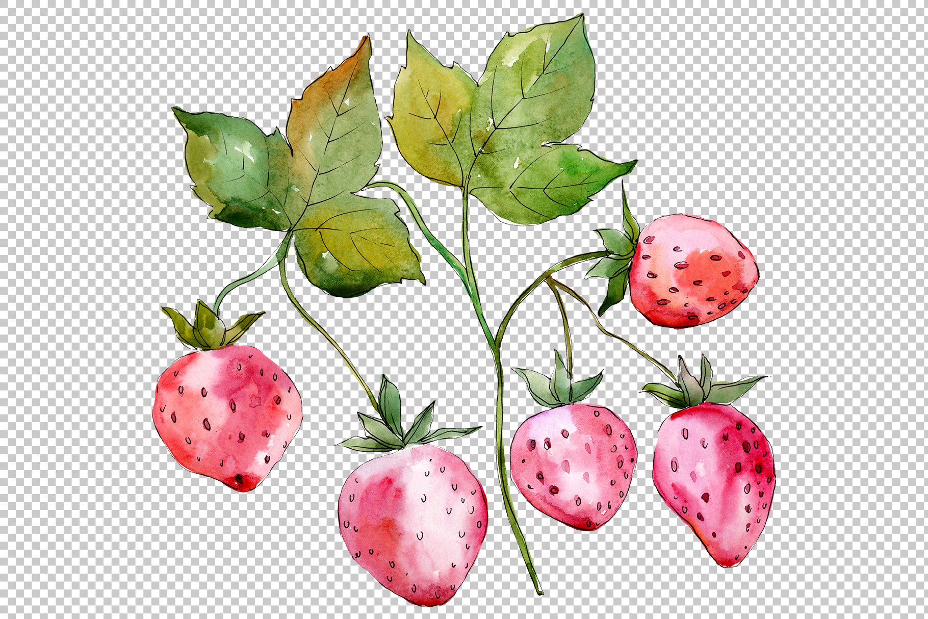 Watercolor strawberries on a transparent background.