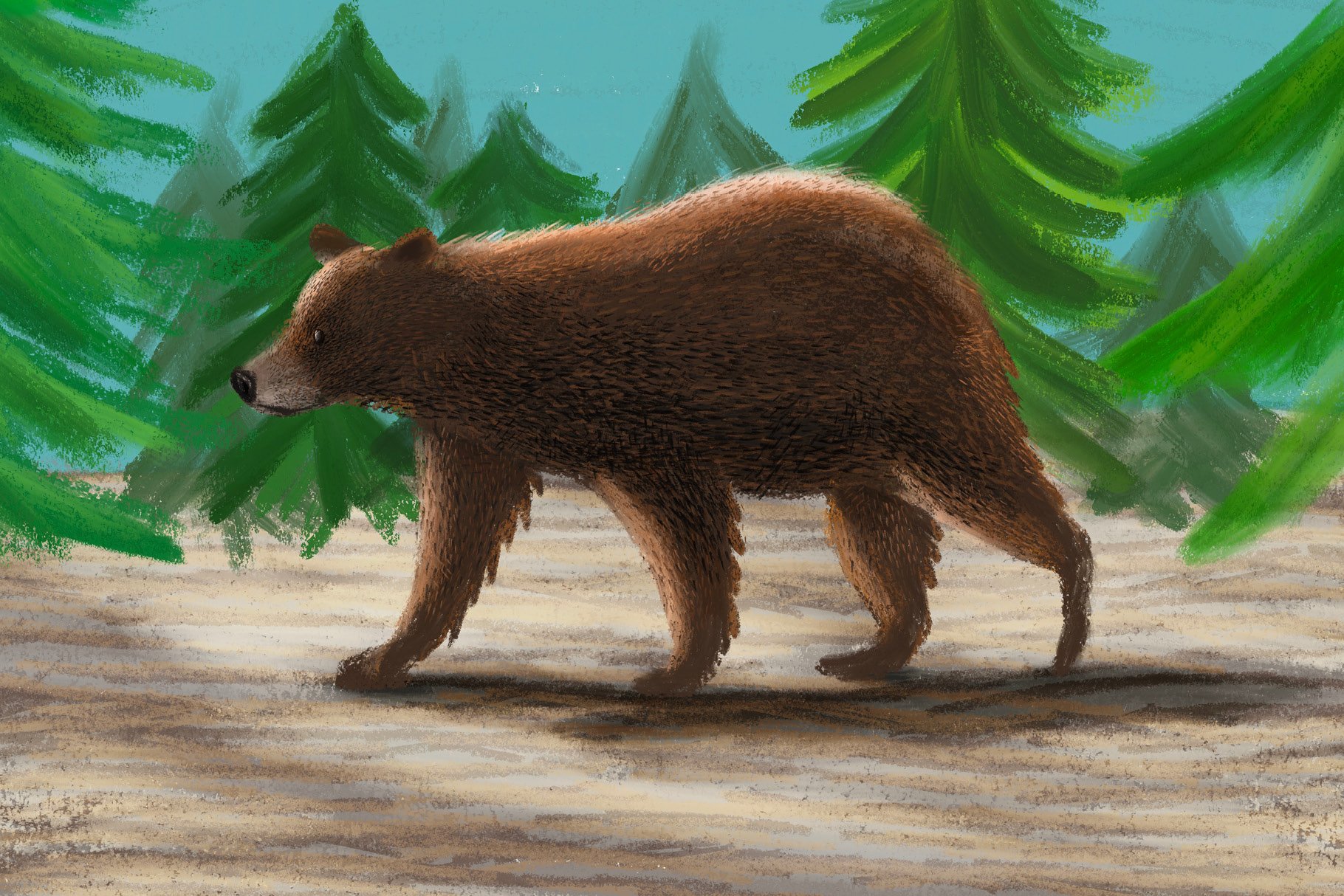 Wild bear in a forest.