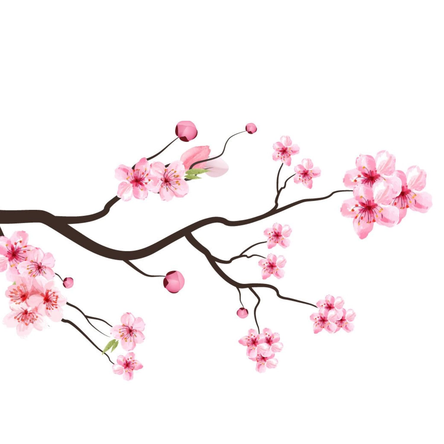 Cherry Blossom Watercolor Flower cover.