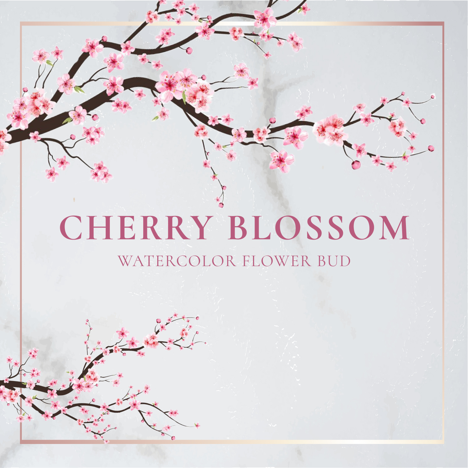 Cherry Blossom Watercolor Flower Bud.