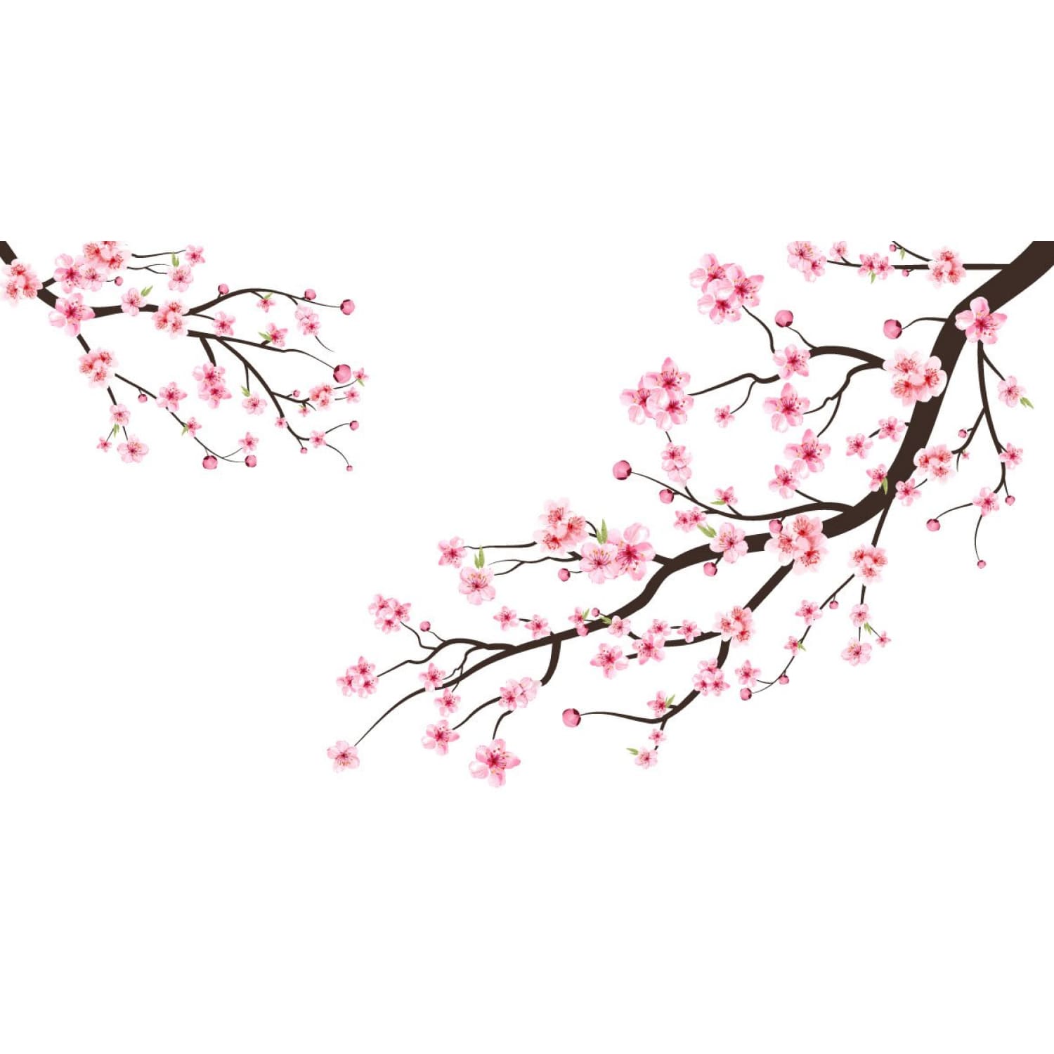 Cherry Blossom with Sakura Branch cover.