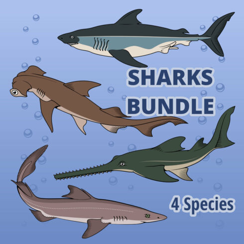 Irresistible image with 4 types of sharks.