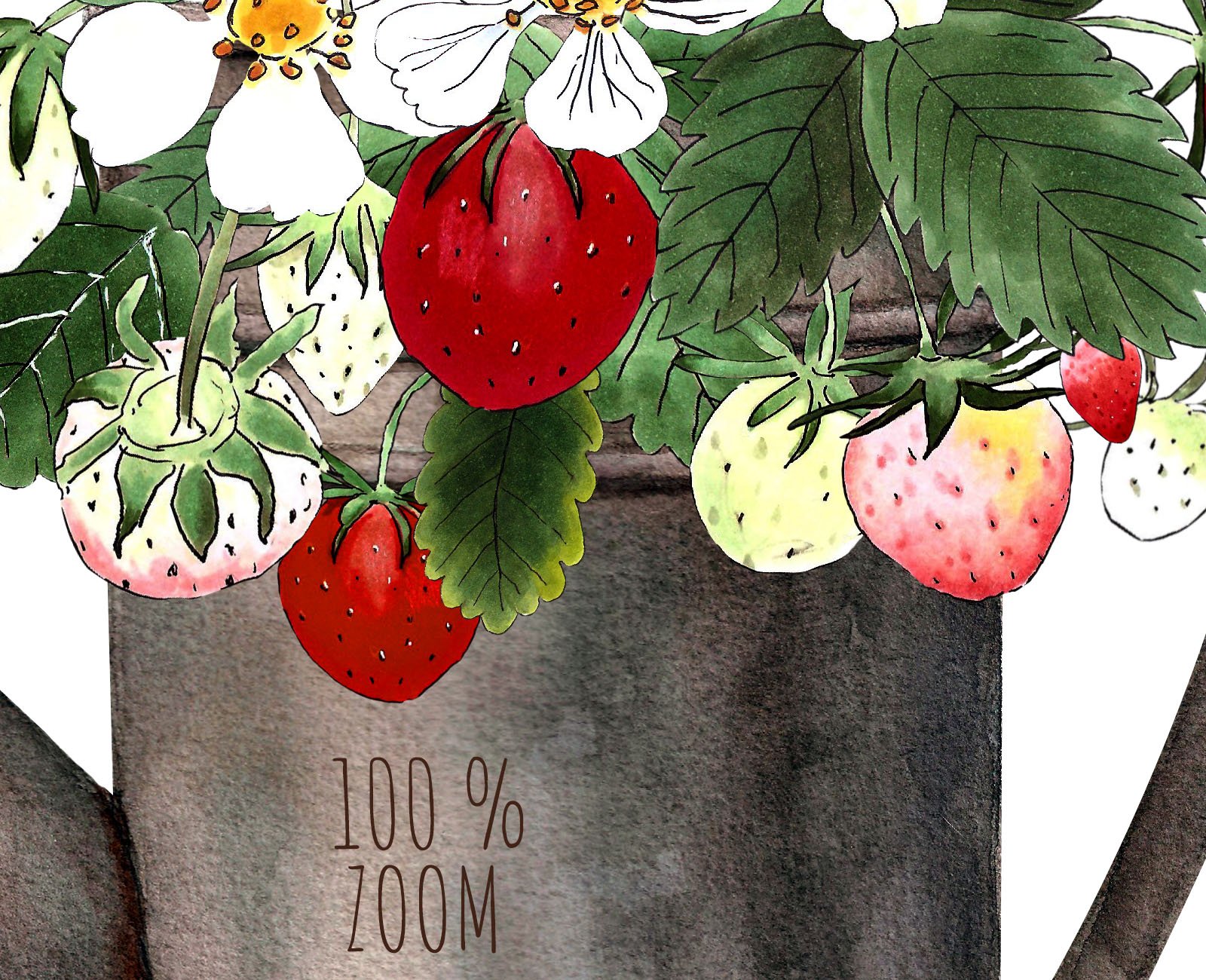 100 % zoom of illustration of a strawberry in a watering can.