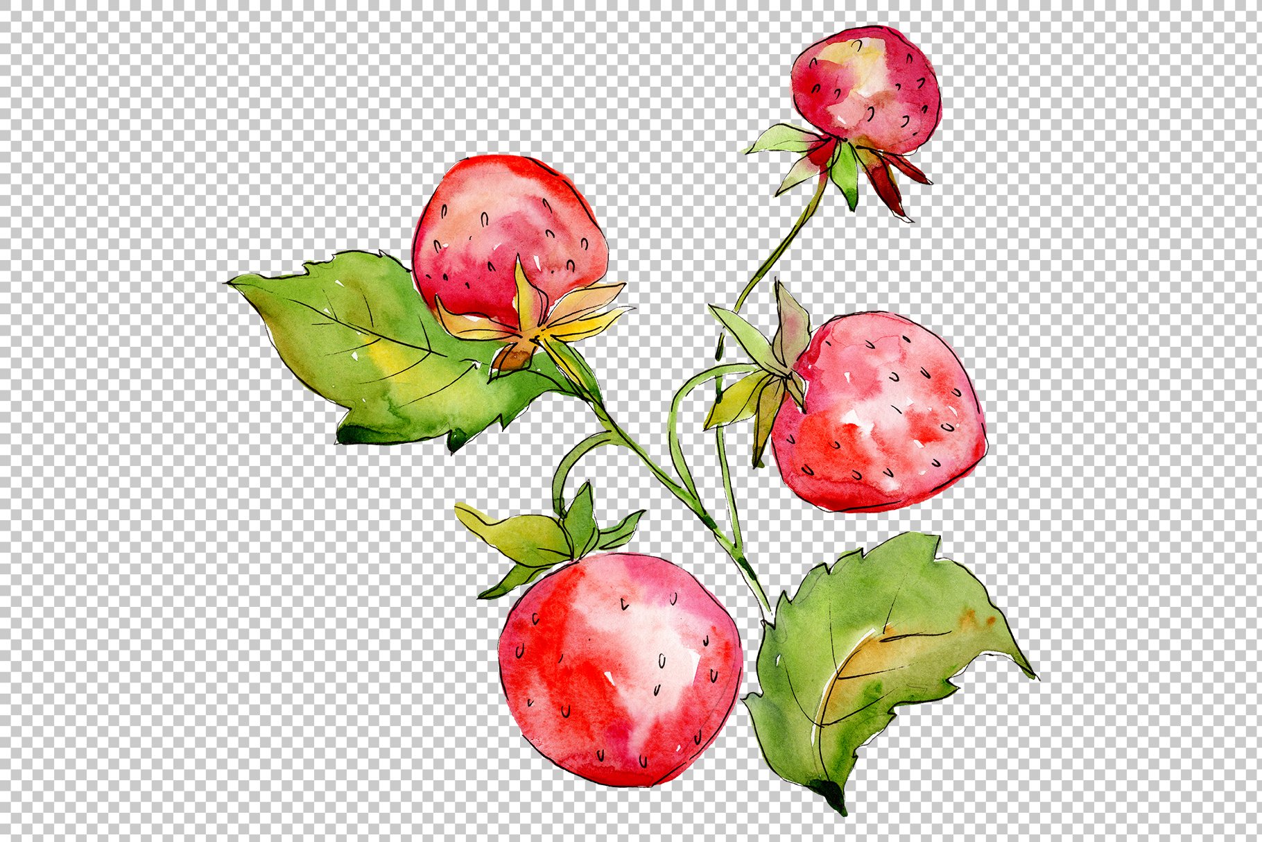 Transparent background with the strawberries illustration.