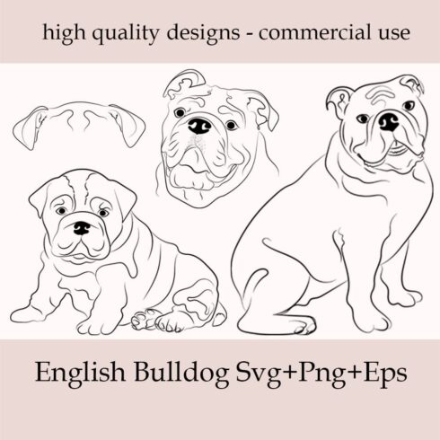 Three english bulldog dogs sitting next to each other.