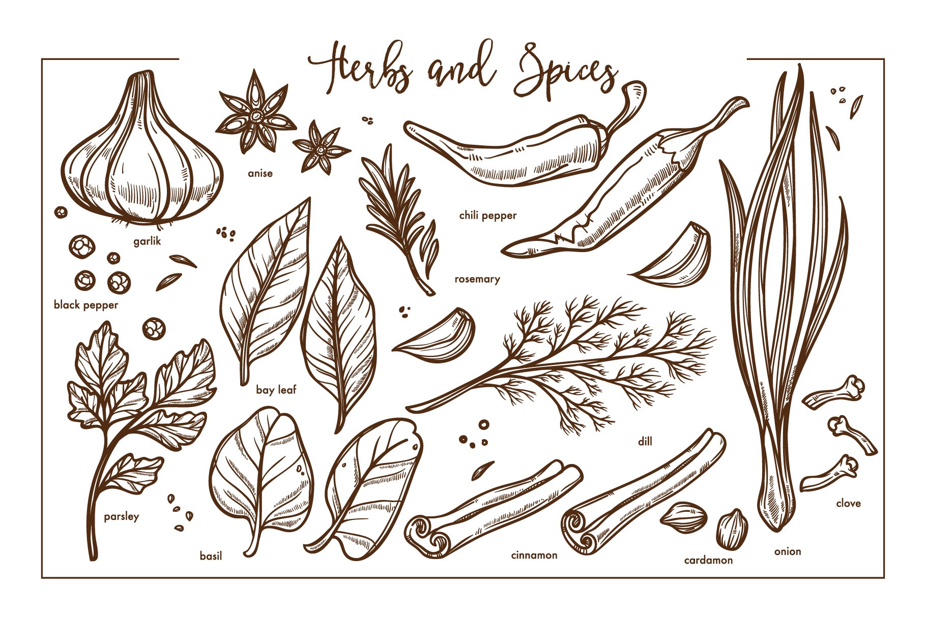 Herbs and spices in a sketch style.