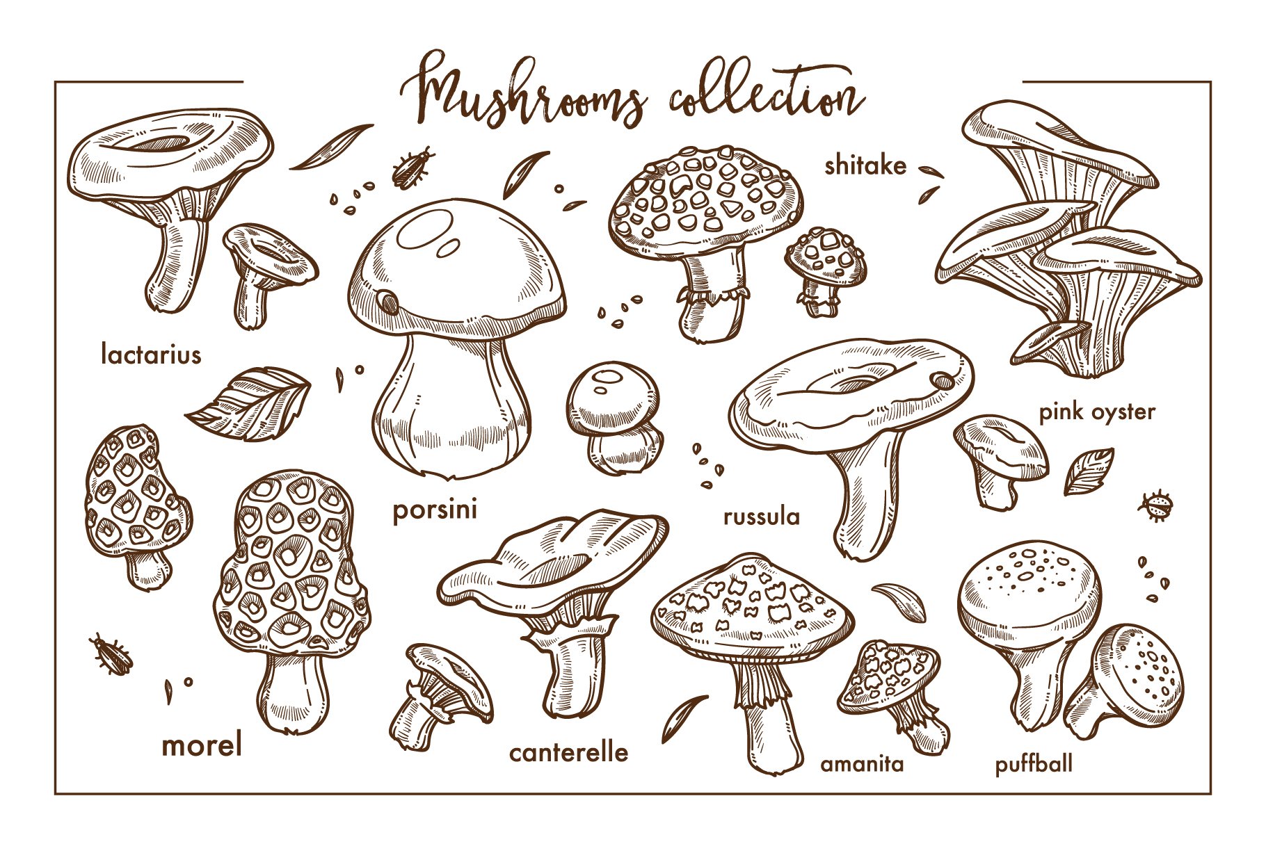 Mushrooms in a sketch style.