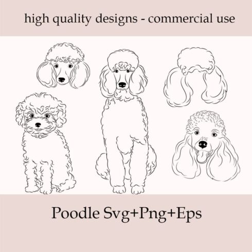 Fluffy poodle collection.