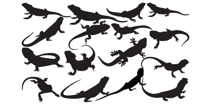 Group of lizards silhouettes on a white background.