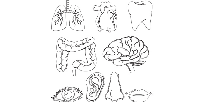 Bundle of vector exquisite images of body parts.